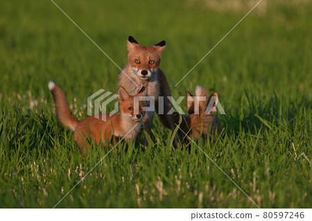 Red fox parent and child ㊻ (Hokkaido) 80597246