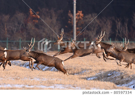 蝦夷鹿跳①（北海道） 80597334