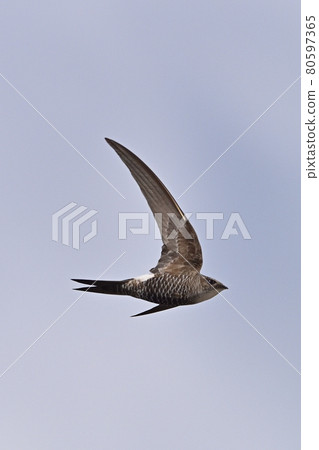 Swift ④ (Hokkaido) Swift ④ (Hokkaido) 80597365