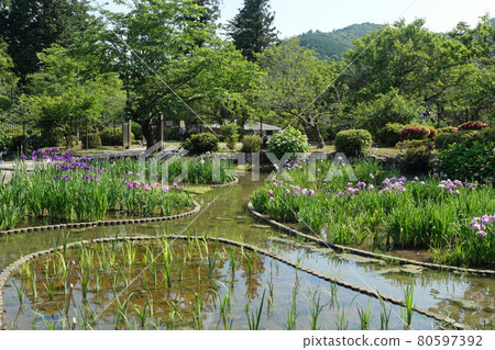 Yoshika Park's iris 80597392