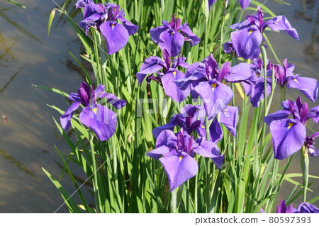 Yoshika Park's iris 80597393