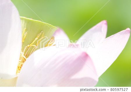 Pink petal hassle flower Pink petal hassle flower 80597527