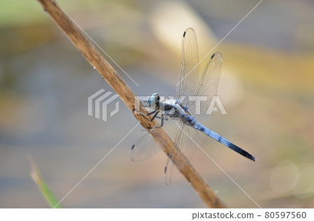 Insect Dragonfly Shiokaratombo 80597560