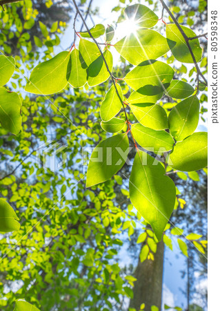 Sun glitter on fresh green leaves 80598348