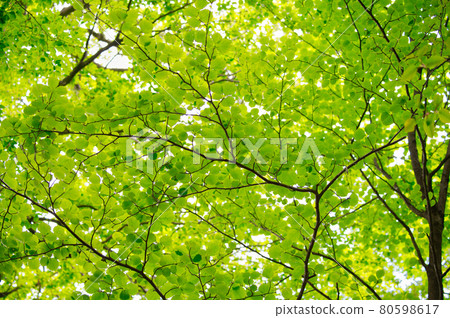 [Osaka] May, fresh green Izumi Katsuragi 80598617