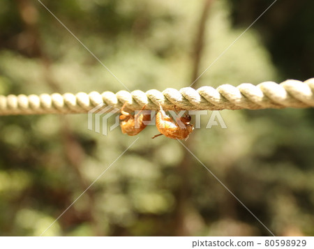Cicadas that emerged with a rope 80598929