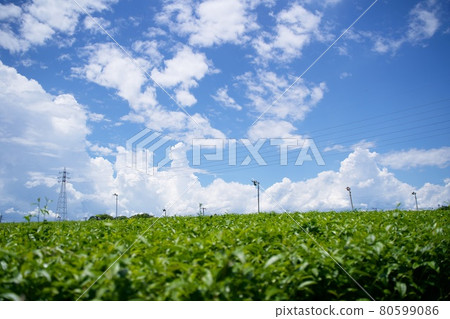 Tea plantation and blue sky [Yame City, Fukuoka Prefecture] 80599086