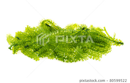 Umi-budou, grapes seaweed or green caviar isolated on white background Umi-budou, grapes seaweed or green caviar isolated on white background 80599522