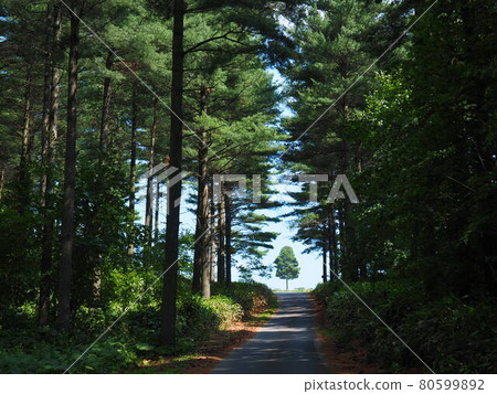 北海道富良野六語展望台六語森林先鋒樹的絕景 80599892
