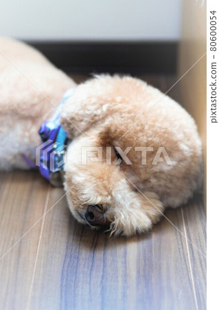 Pet dog nap time Pet dog nap time 80600054