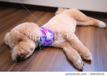 Pet dog nap time 80600058