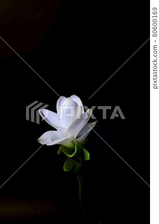 Curcuma 80600169