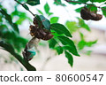Emergence of cicadas on the back of leaves 80600547