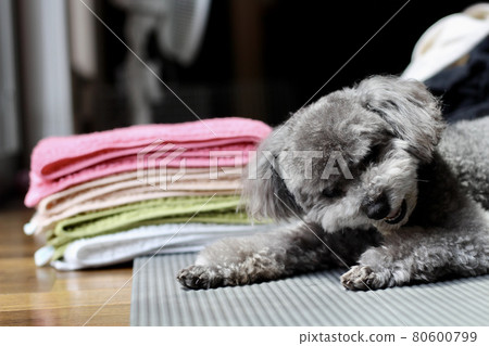 Facial expression of a toy poodle eating toothpaste gum 80600799