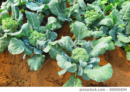 Landscape of broccoli field before harvest 2 80600894