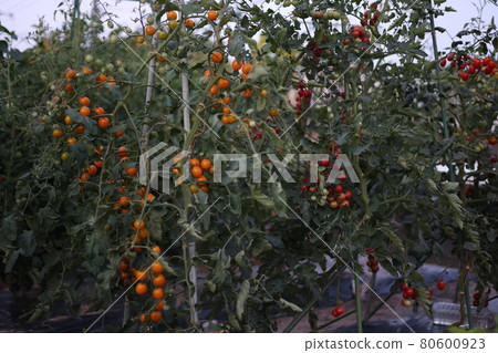 日本非常美味的食物 80600923