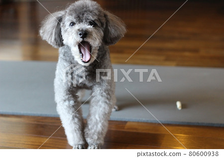 Toy poodle look that opens his mouth Toy poodle look that opens his mouth 80600938