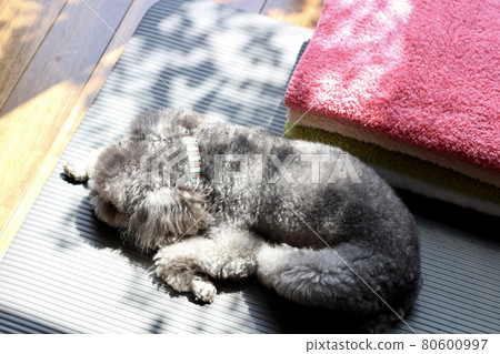 一隻玩具貴賓犬,可以在蓬鬆的毛巾旁放鬆 一隻玩具貴賓犬,可以在蓬鬆的毛巾旁放鬆 80600997