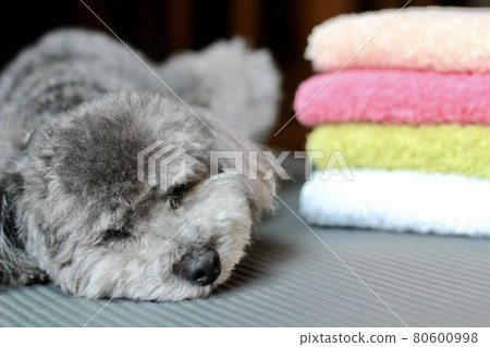 一隻玩具貴賓犬,可以在蓬鬆的毛巾旁放鬆 一隻玩具貴賓犬,可以在蓬鬆的毛巾旁放鬆 80600998