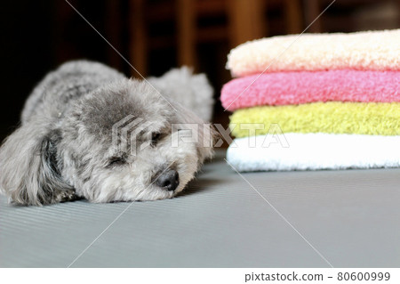 一隻玩具貴賓犬,可以在蓬鬆的毛巾旁放鬆 一隻玩具貴賓犬,可以在蓬鬆的毛巾旁放鬆 80600999