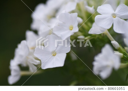 Phlox 80601051