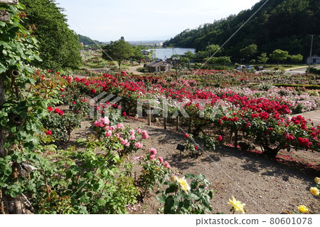 Roses in full bloom Roses Higashizawa Rose Park Roses in full bloom Roses Higashizawa Rose Park 80601078