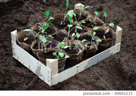 Cabbage seedlings in peat pots in wooden box standing on the ground before planting 80601215