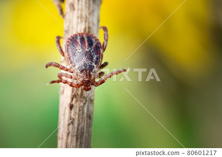 Mite crawling along a dry grass outdoors macro 80601217