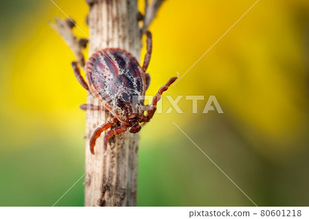 Blood-sucking mite on a dry grass outdoors macro Blood-sucking mite on a dry grass outdoors macro 80601218