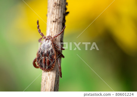 Male blood-sucking mite on a dry grass outdoors macro Male blood-sucking mite on a dry grass outdoors macro 80601224