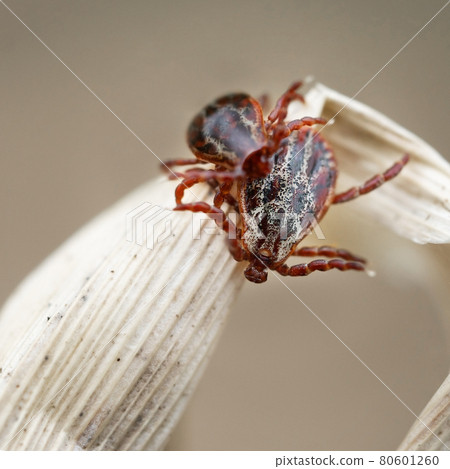 Blood-sucking mites on a dry blade of grass outdoors in spring macro 80601260
