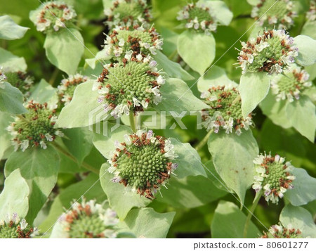 唇形科多年生植物“廣葉山薄荷” 80601277