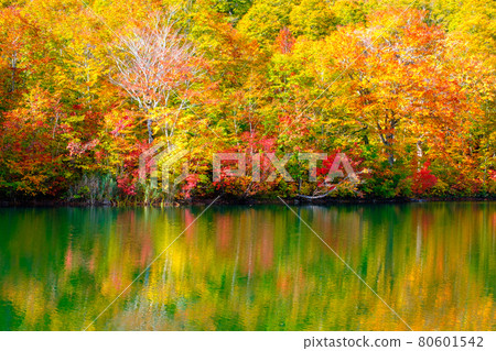 Kamike秋葉 80601542