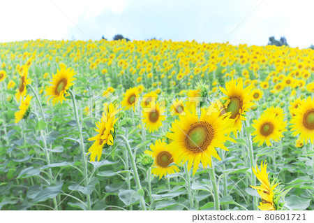 Sunflower field Ojiya Yamamotoyama Kogen (many pocket parks) Sunflower field Ojiya Yamamotoyama Kogen (many pocket parks) 80601721