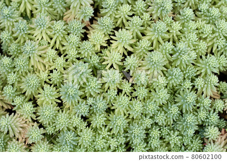Small succulent plant Small succulent plant 80602100