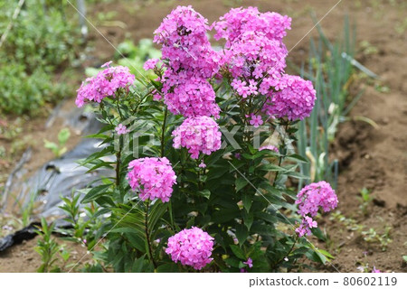 福祿考福祿考紅花(Phlox phlox) 福祿考福祿考紅花(Phlox phlox) 80602119
