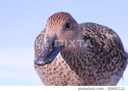 Pintail female and blue sky 80602122