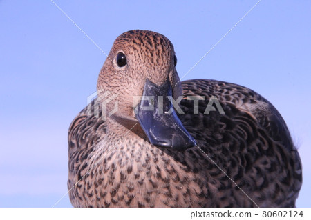 Pintail 女性和藍天 80602124