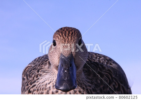 Pintail 女性和藍天 80602125