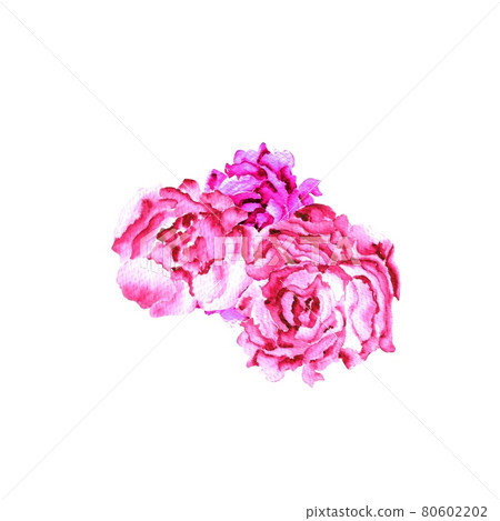 watercolor illustration. watercolor flowers are red peonies on a white background. botany and floristry, spring colors.ready-made template for a postcard 80602202