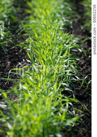 Green wheat seedlings planted in the field Green wheat seedlings planted in the field 80602256