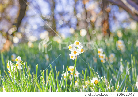 [Tokyo] Keio Mogusaen in early spring Nihonzuisen 80602348