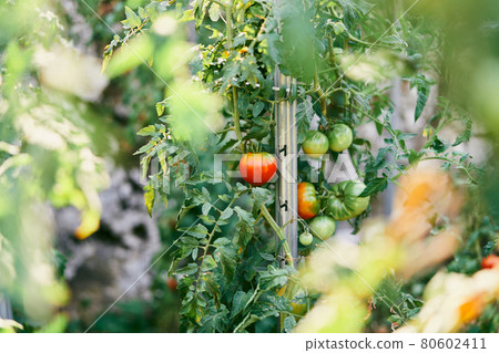 Green branches of tomatoes grow on props Green branches of tomatoes grow on props 80602411