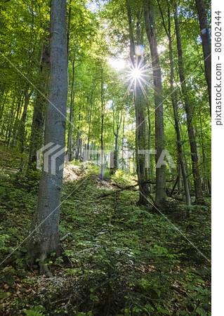 Sunrays in primeval forest Stuzica, Poloniny, Slovakia 80602444