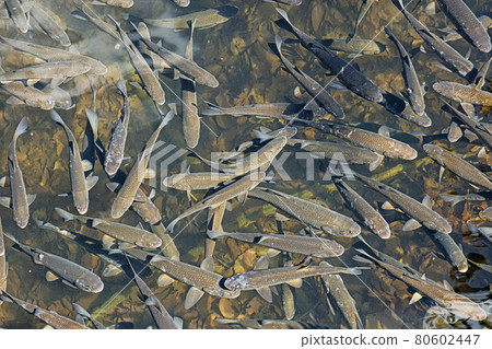 Leuciscus cephalus fish. Morske oko, East Slovakia Leuciscus cephalus fish. Morske oko, East Slovakia 80602447