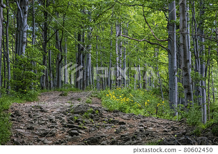 Beech forest, Vihorlat mountains, Slovakia, summer scene Beech forest, Vihorlat mountains, Slovakia, summer scene 80602450