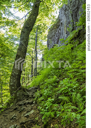 Sninsky Kamen hill, Vihorlat mountains, East Slovakia Sninsky Kamen hill, Vihorlat mountains, East Slovakia 80602453