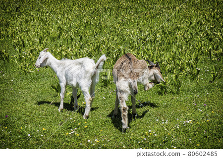 Two domestic goats, animal scene 80602485