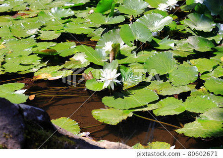 Lotus in Yahiko Park 80602671