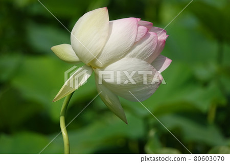 一朵高大盛開的蓮花 一朵高大盛開的蓮花 80603070